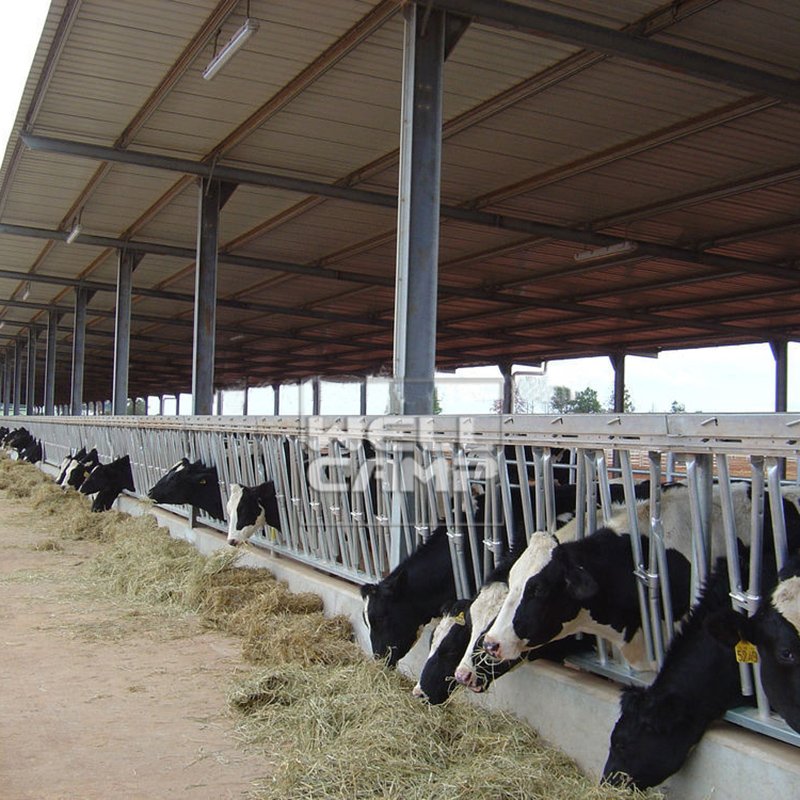 WELLCAMP Steel Structure for Pouitry Dairy Cow Shed and Chicken Farm Building -W06 Steel Structure image33